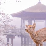 奈良 - 奈良の鹿